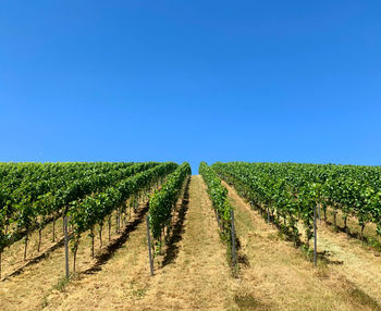 Scenic view of agricultural field against clear blue sky