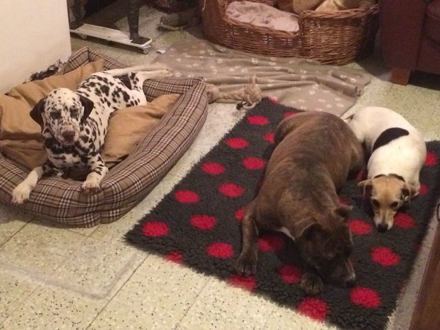 Dog sleeping on rug | ID: 80680141