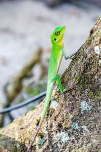 Close-up of lizard on rock