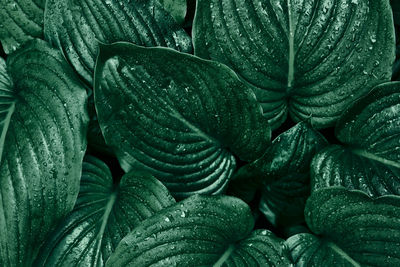 Green leaf with water drops for background. tropical concept, green background.  close-up.