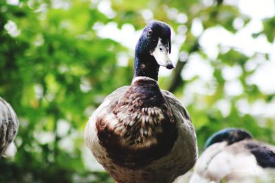 Close-up of duck