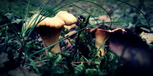 Close-up of hand holding mushroom