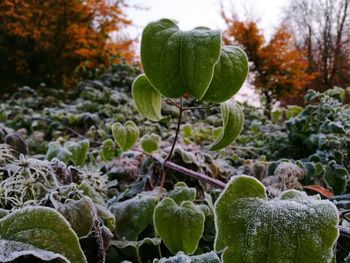 Close-up of fresh green cactus plant