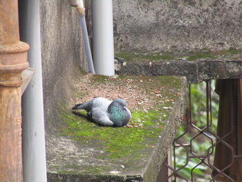 View of bird on metal fence