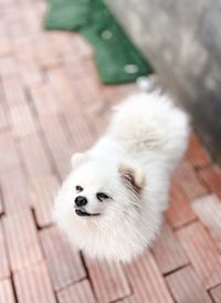 Close-up portrait of a dog