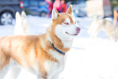 Close-up of dog during winter