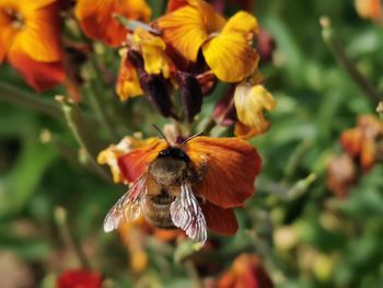 Close-up of bee pollinating on flower