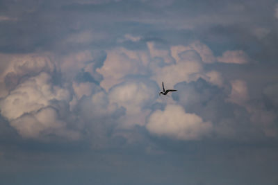 Low angle view of airplane flying in sky