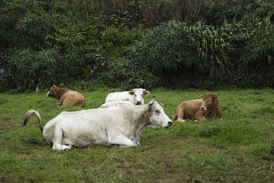 Cows on field