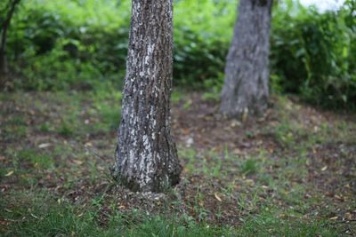 Tree trunk on field