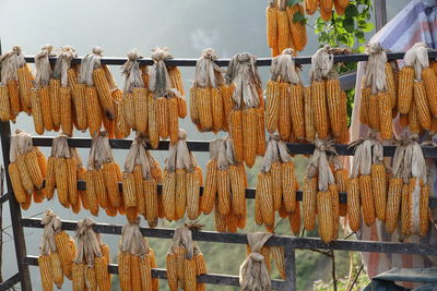 Hanging corn dried
