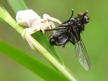 Close-up of butterfly on leaf