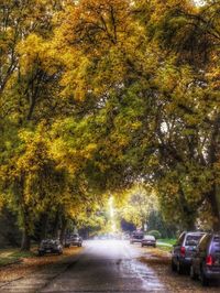 Cars on road amidst trees in city