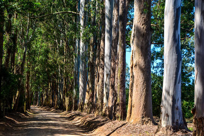 View of trees in forest