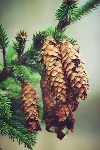 Close-up of pine tree