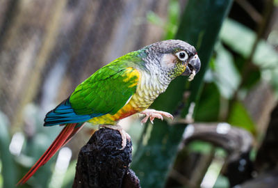 Close-up of parrot perching on tree