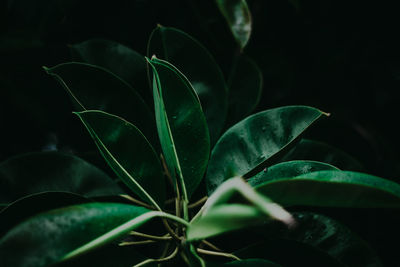 Close-up of plant growing on field