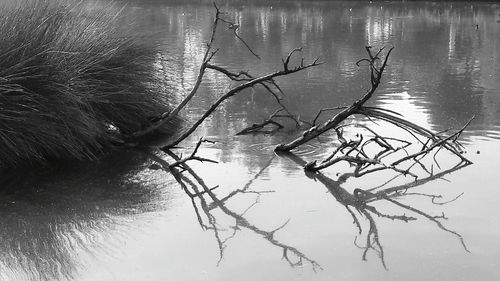 Close-up of bare tree in lake
