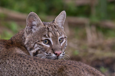 Close-up of cat