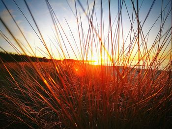 Scenic view of wheat field against sky at sunset