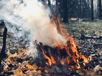 Panoramic view of fire in forest