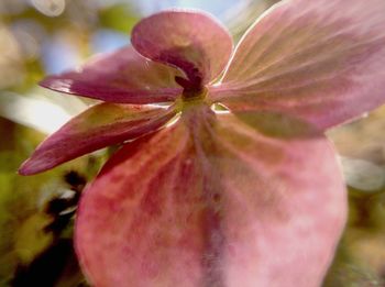 Close-up of pink flower