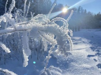 Close-up of frozen plant