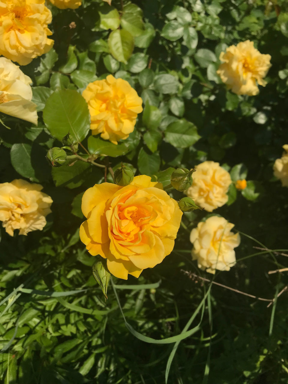 HIGH ANGLE VIEW OF YELLOW ROSES IN BLOOM