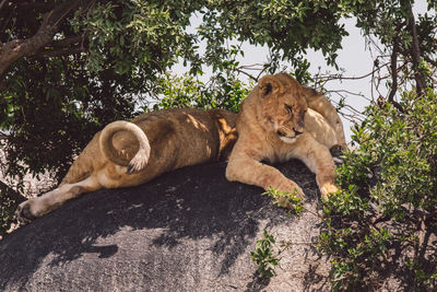 Lion cubs on a rock
