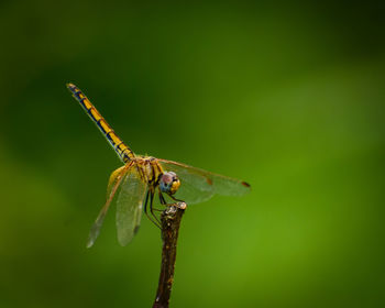 Close-up of insect on plant