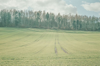 Scenic view of trees on field against sky