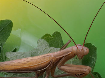 Close-up of insect on leaf