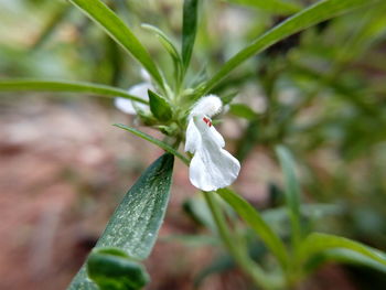 Close-up of white flowering plant