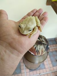 Close-up of hand holding leaf