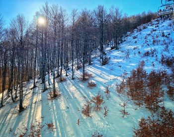 Snow covered land and trees against sky