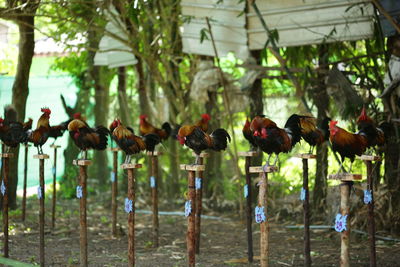 View of birds on field