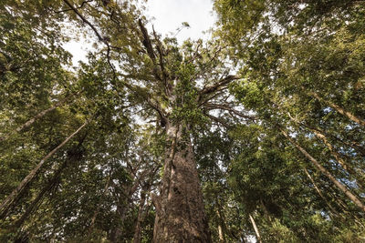 Low angle view of bamboo trees in forest