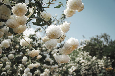 Close-up of white cherry blossom tree