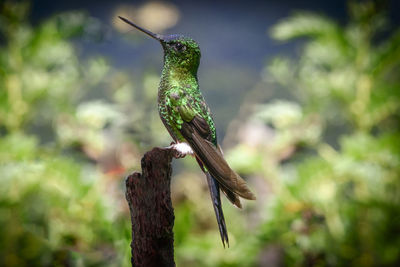 Close-up of bird perching on branch