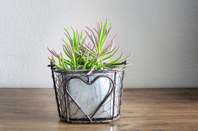 Close-up of potted plant on table against wall