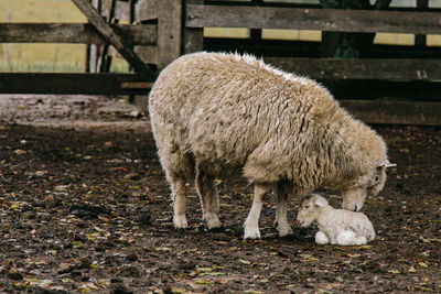 Sheep grazing in a field