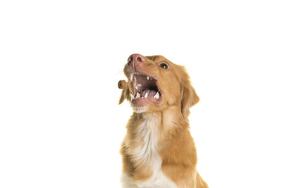 Portrait of a dog against white background