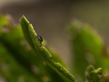 Close-up of insect on leaf