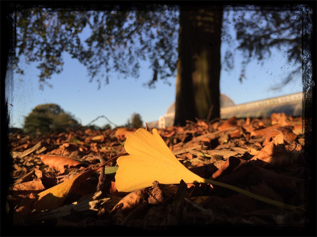 autumn, leaf, season, change, dry, leaves, nature, transfer print, tranquility, tree, fallen, auto post production filter, beauty in nature, outdoors, tranquil scene, surface level, landscape, sunlight, sky, close-up