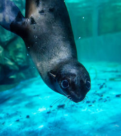 Close-up of fish underwater