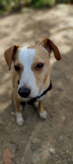 Close-up high angle portrait of dog