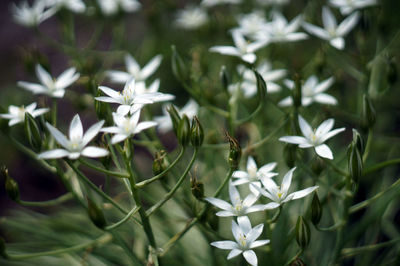 Close-up of white flowers