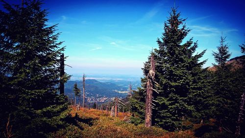 Trees growing in forest against sky