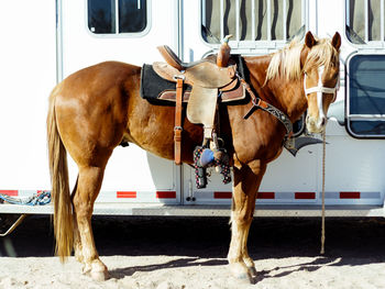 Horse cart in car