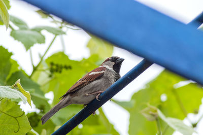 Low angle view of bird perching on branch